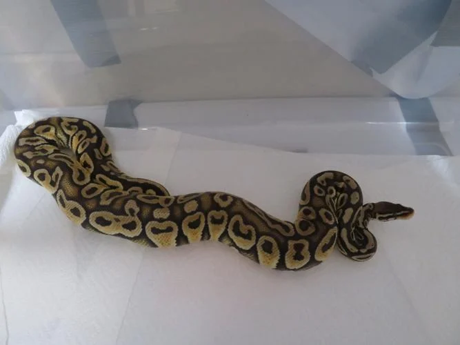 snakes in self storage